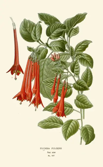 Fuchsia Fulgens von Edward Step