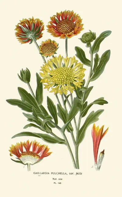 Gaillardia Pulchella av Edward Step