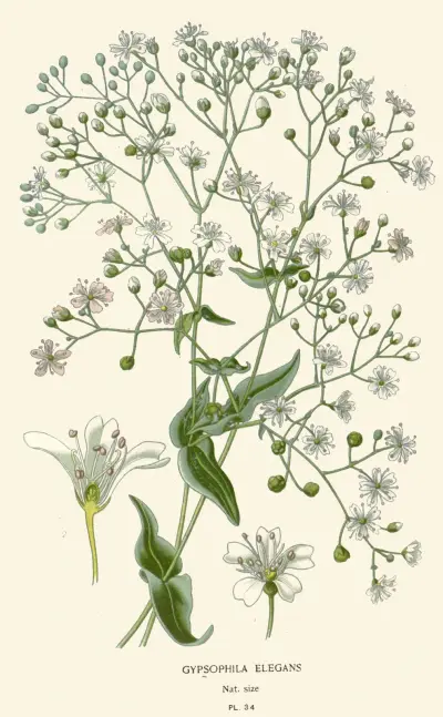 Gypsophila Elegans av Edward Step