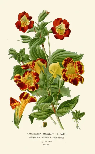 Harlekinblume von Edward Step