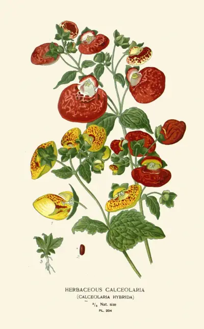 Bylinná kalceolárie, Edward Step