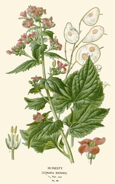 Honesty av Edward Step