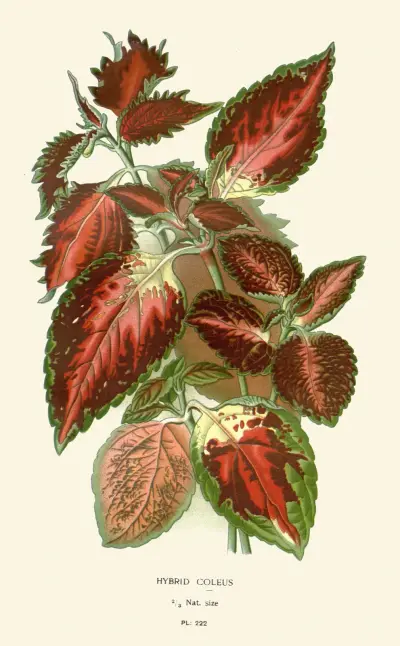 Hybridní coleus, Edward Step