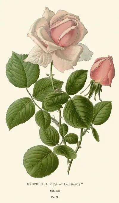 Hybrid Tea Rose – La France av Edward Step