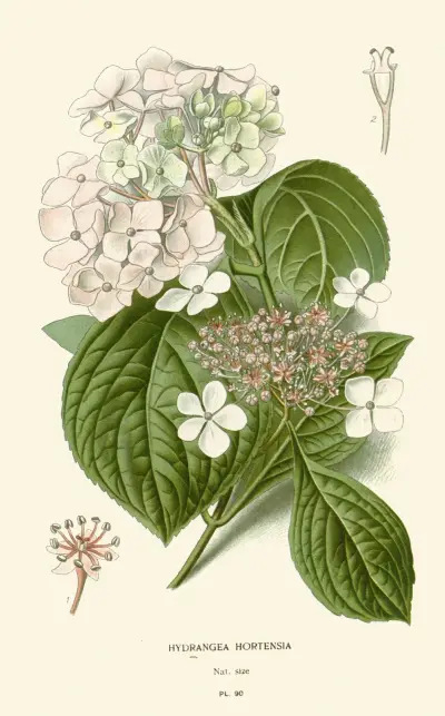Hortensie, Edward Step
