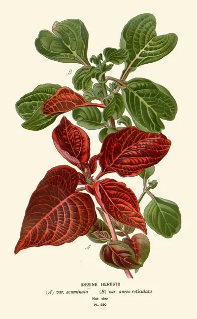 Iresine Herbstii von Edward Step