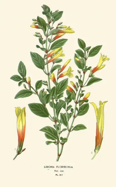 Libonia Floribunda von Edward Step