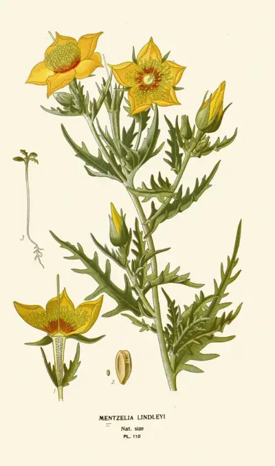 Mentzelia Lindleyi von Edward Step