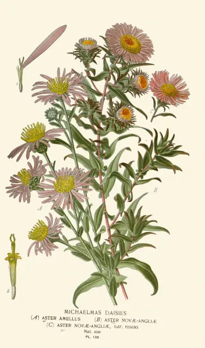 Michaelmas Daisies von Edward Step