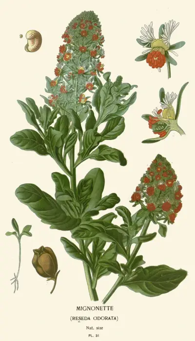 Mignonette av Edward Step