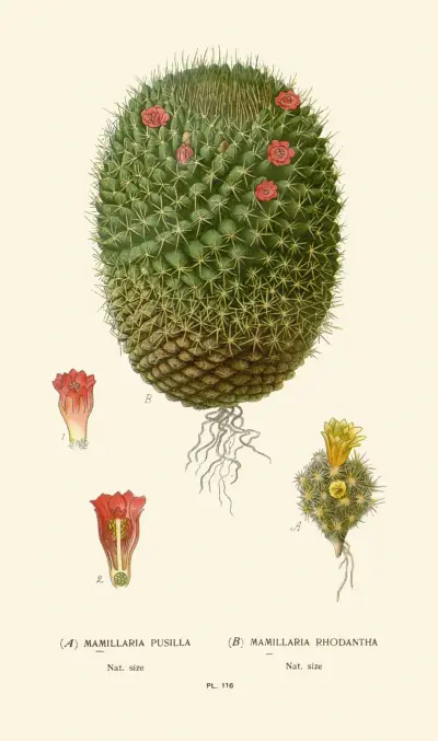 Mimillaria Pusilla, Mamillaria Rhodantha von Edward Step