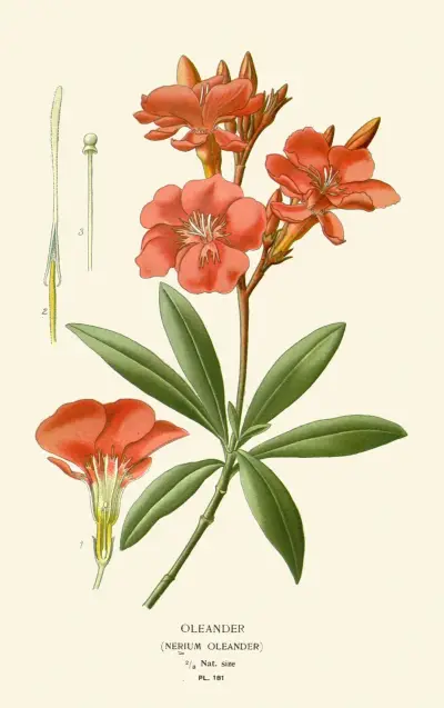 Oleander von Edward Step