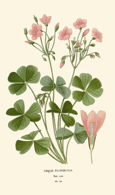 Oxalis Floribunda av Edward Step