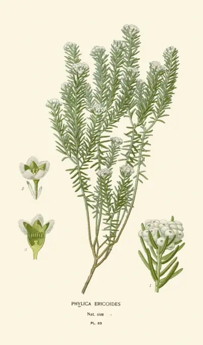 Phylica Ericoides av Edward Step