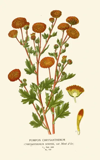 Pomponkrysantem av Edward Step