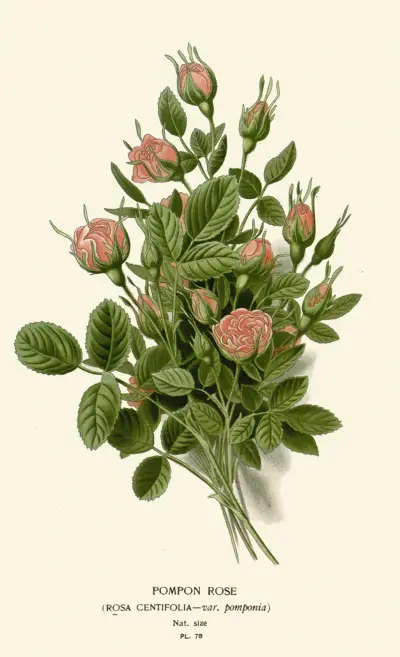 Pompon Rose av Edward Step