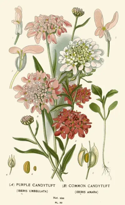 Purple Candytuft, Common Candytuft av Edward Step