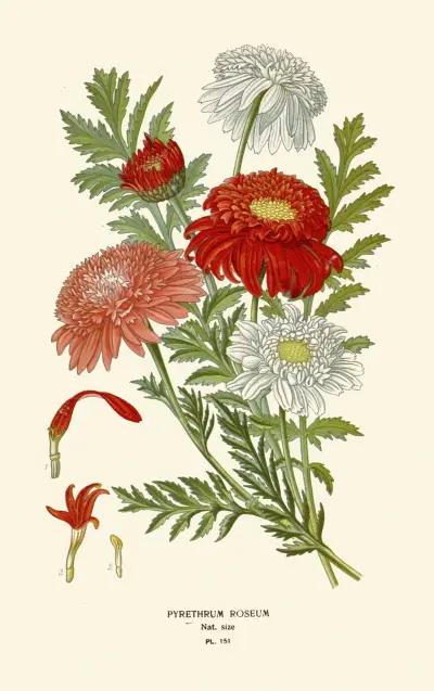 Pyrethrum Roseum av Edward Step