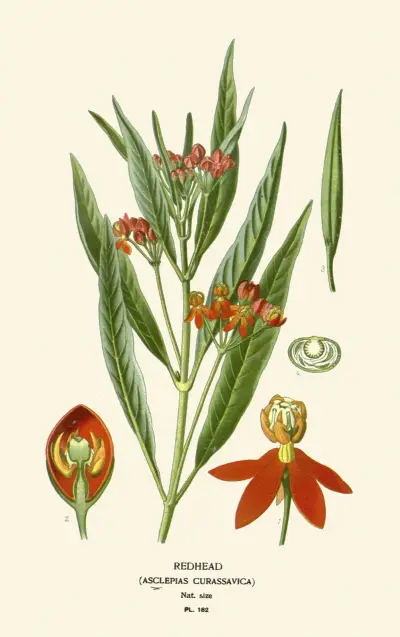 Rotkopf von Edward Step