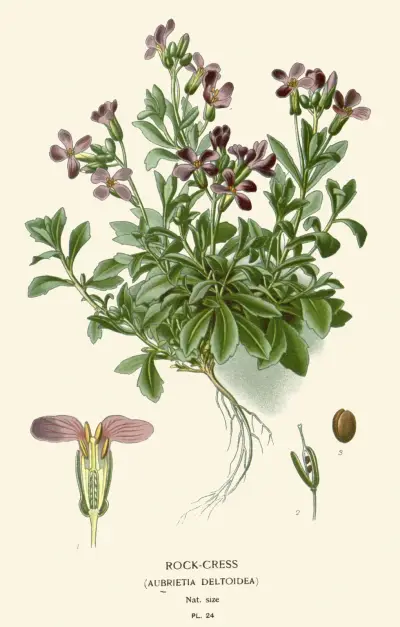 Rock-Cress av Edward Step