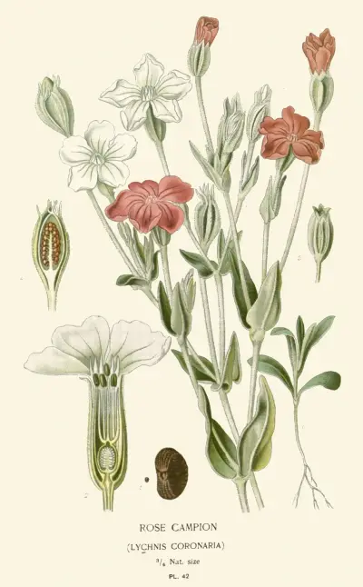 Rose Campion av Edward Step