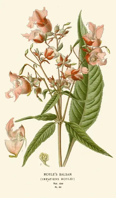 Royle’s Balsam av Edward Step