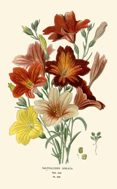 Salpiglossis Sinuata av Edward Step