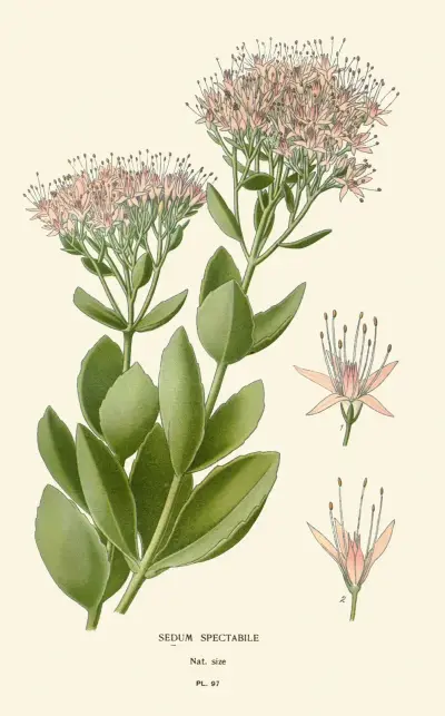 Sedum Spectabile av Edward Step