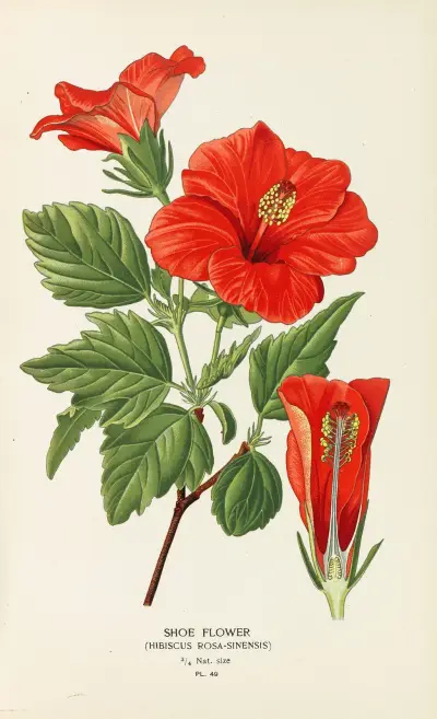 Shoe Flower av Edward Step