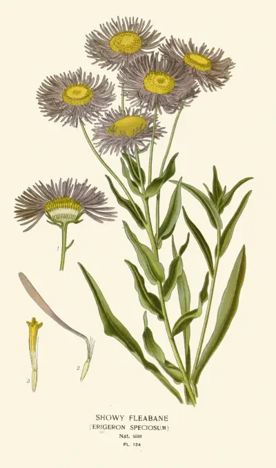 Showy Fleabane av Edward Step