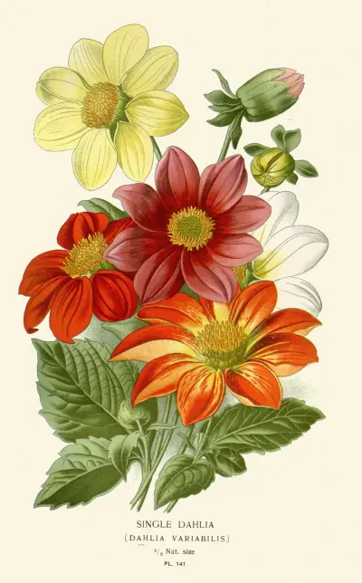 Single Dahlia av Edward Step