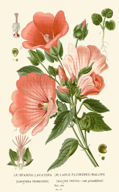 Spansk lavatera, storblommig malva av Edward Step