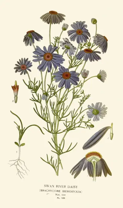 Swan River Daisy av Edward Step
