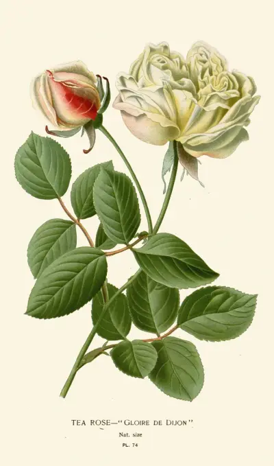 Tea Rose av Edward Step