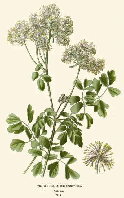 Thalictrum Aquilegifolium av Edward Step