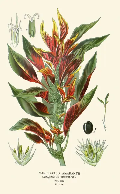 Variegated Amaranth av Edward Step