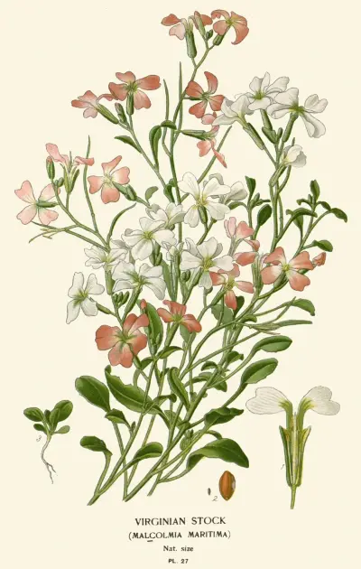 Virginian Stock av Edward Step