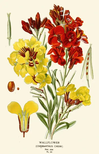 Wallflower av Edward Step
