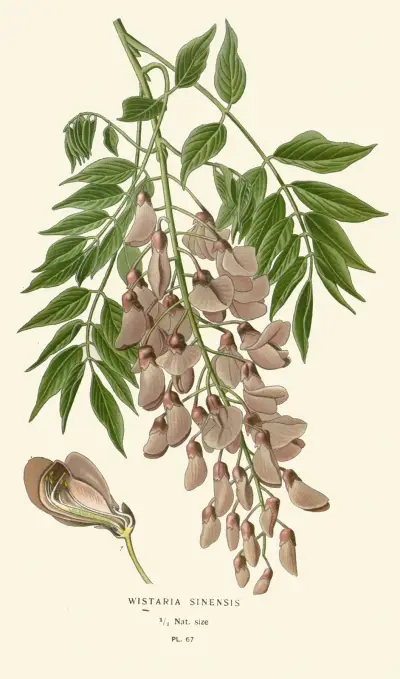 Wistaria Sinensis av Edward Step