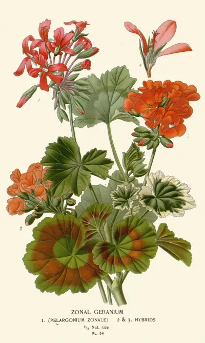 Zonpelargon av Edward Step