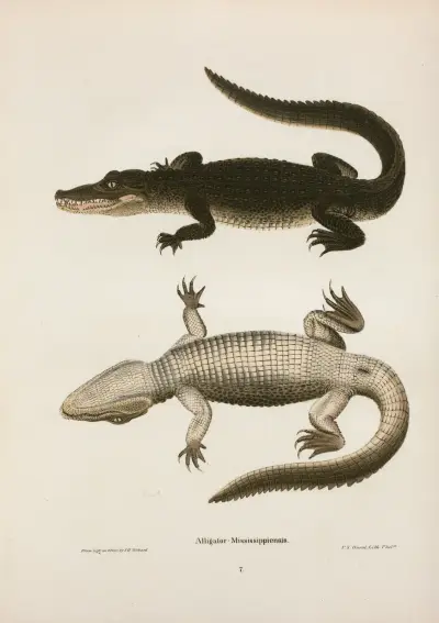 Alligator Mississippiensis. av John Edwards Holbrook