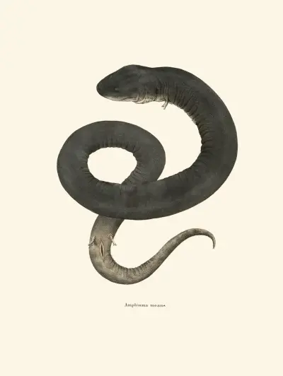Amphiuma means av John Edwards Holbrook