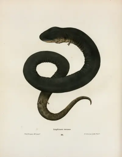 Amphiuma means av John Edwards Holbrook
