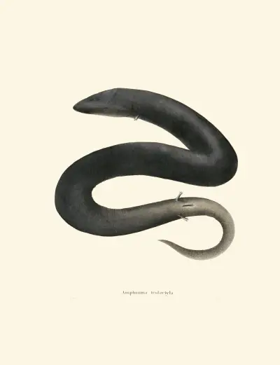 Amphiuma tridactyla av John Edwards Holbrook