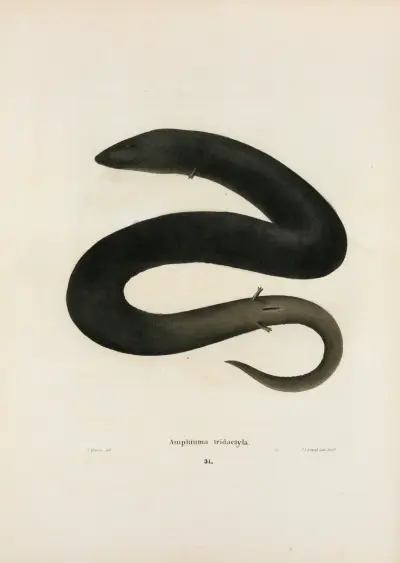 Amphiuma tridactylum av John Edwards Holbrook