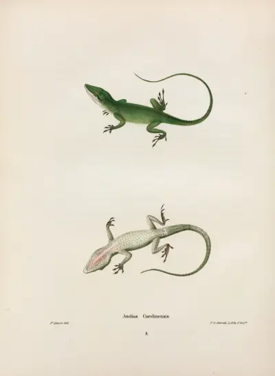 Anolius Carolinensis. av John Edwards Holbrook