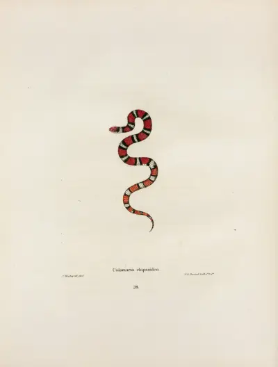 Brachyorrhos amoenus. av John Edwards Holbrook