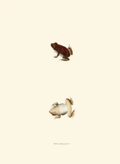 Bufo erythronotus av John Edwards Holbrook