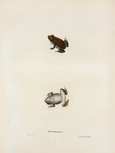 Bufo erythronotus. av John Edwards Holbrook