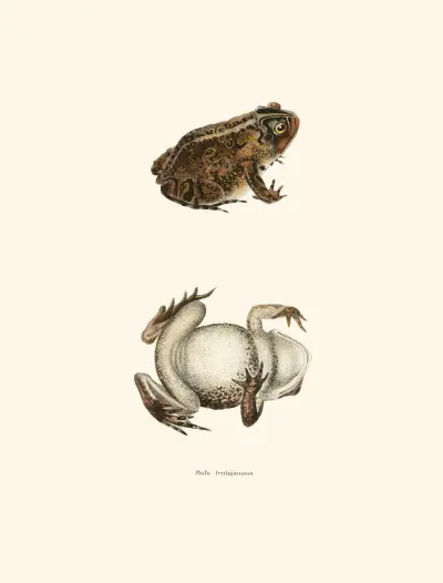 Bufo lentiginosus av John Edwards Holbrook